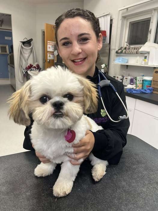 dog getting checked for microchip